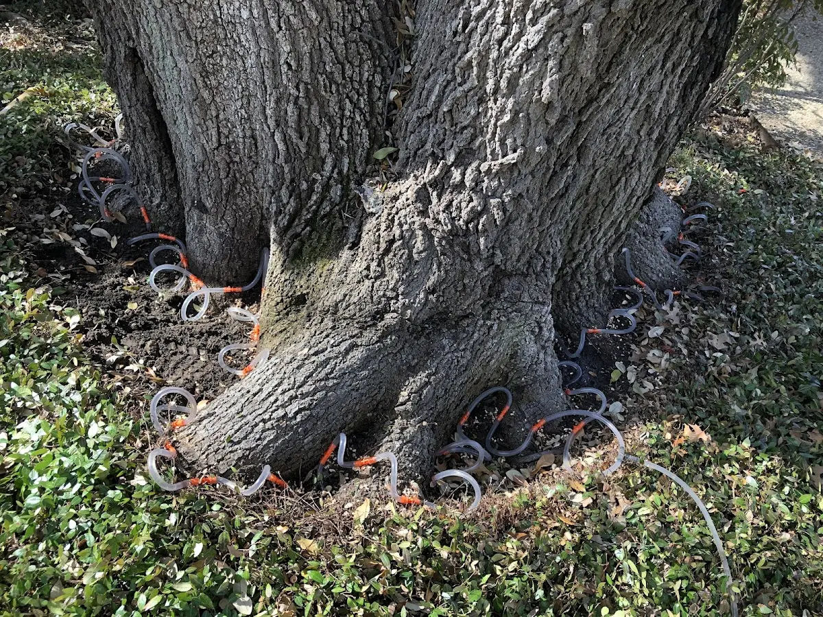 Detailed Tree Cabling and Bracing job site in Kimbolton