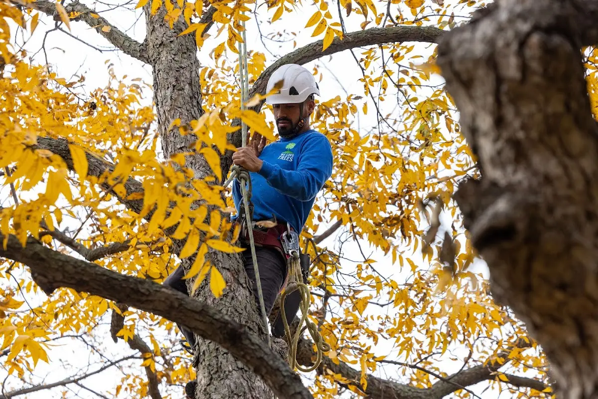 Skilled Tree Planing crew working in Kimbolton
